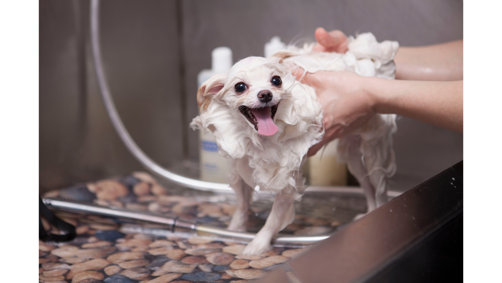 Painted Paws Spa
