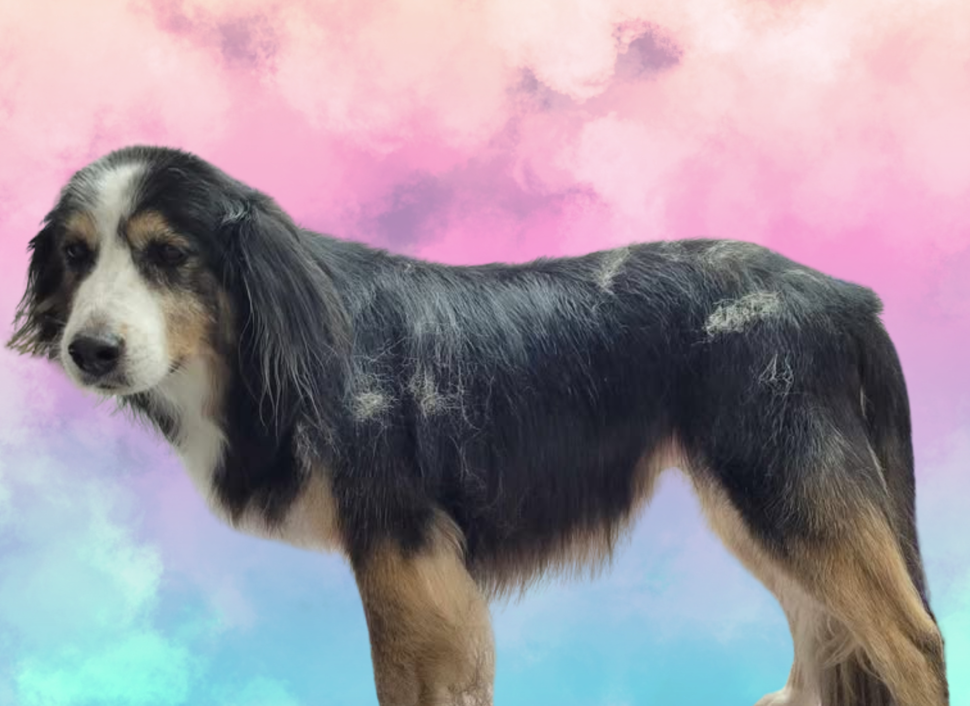 Painted Paws Pet Spa