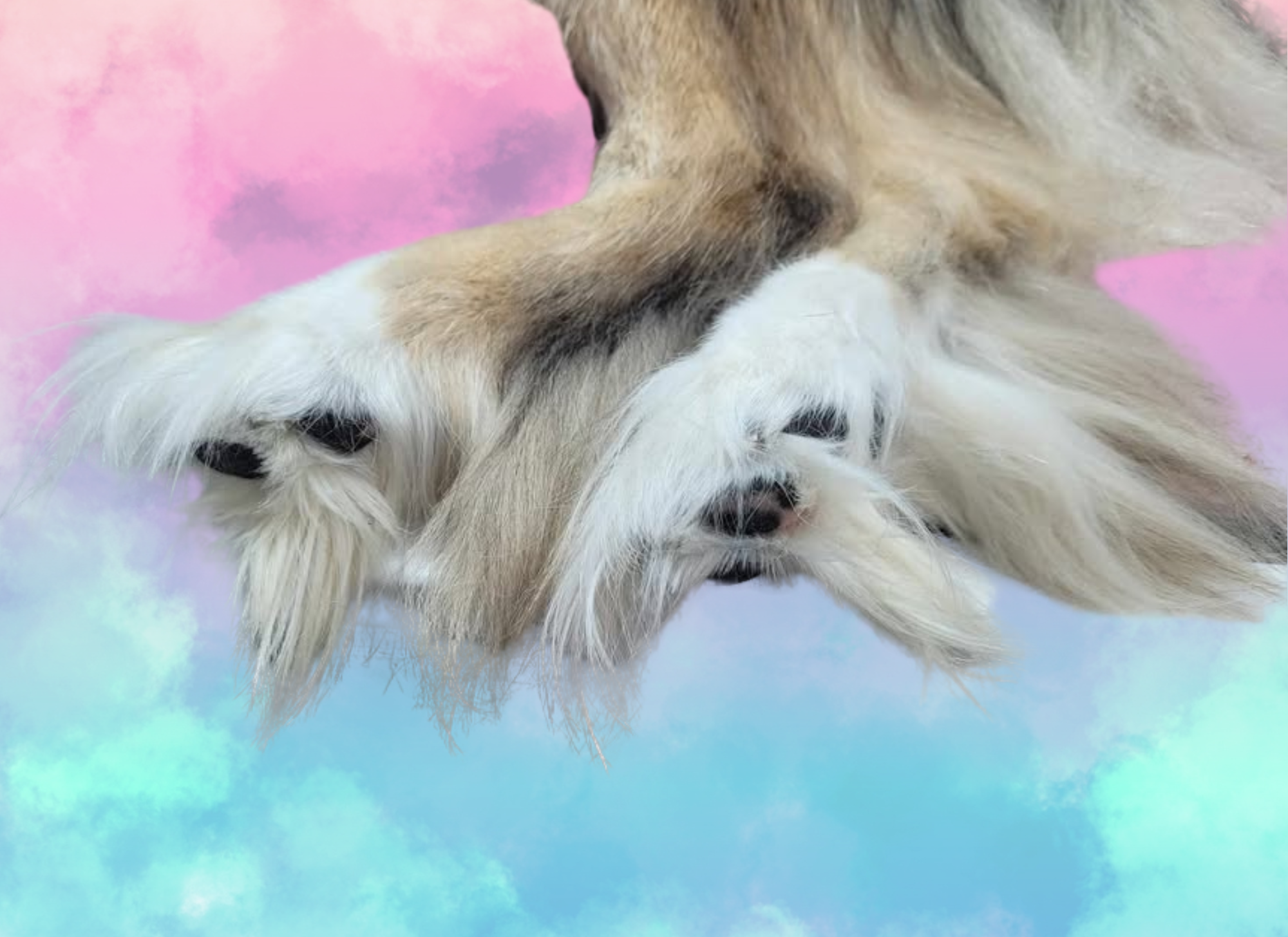 Painted Paws Pet Spa